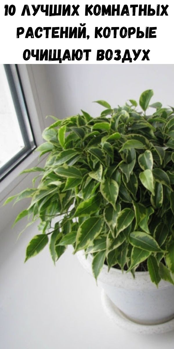 Растения очищающие воздух. Цветок который чистит воздух. Комнатные растения для очищения воздуха. Комнатные растения для очистки воздуха в помещении. Хлорофитум хохлатый vittatum.