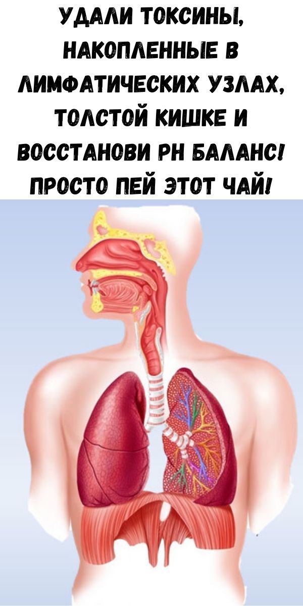 Удали токсины, накопленные в лимфатических узлах, толстой кишке и восстанови рН баланс! Просто пей этот чай!