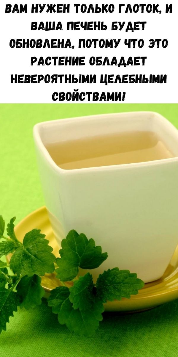 Вам нужен только глоток, и ваша печень будет обновлена, потому что это растение обладает невероятными целебными свойствами!