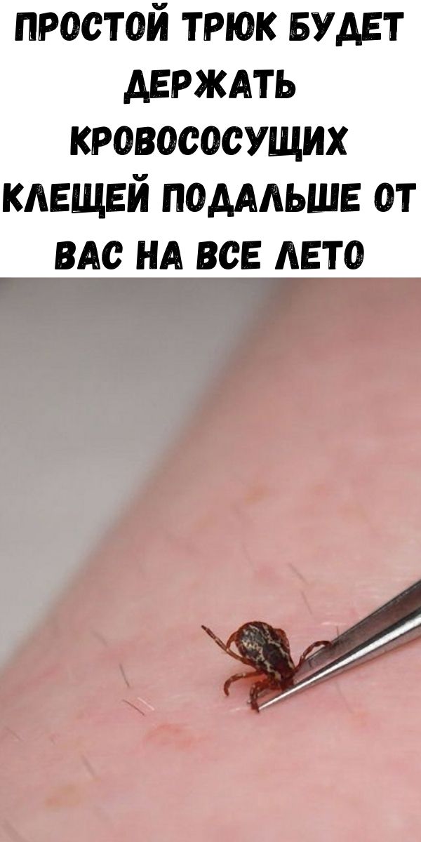 Простой трюк будет держать кровососущих клещей подальше от Вас на все лето