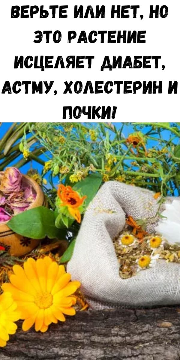 Верьте или нет, но это растение исцеляет диабет, астму, холестерин и почки!
