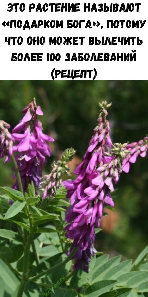 Это растение называют «подарком Бога», потому что оно может вылечить более 100 заболеваний (рецепт)