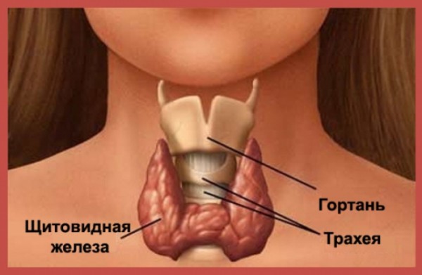10 признаков проблем со щитовидной железой, о которых вы никогда бы не подумали 10 признаков проблем со щитовидной железой, о которых вы никогда бы не подумали
