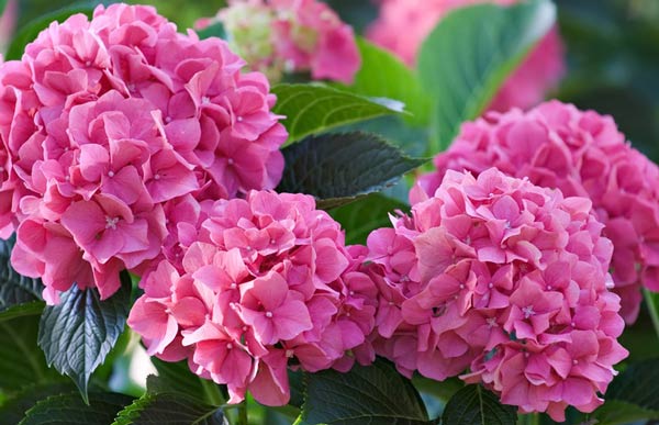 Это стихотворение исцеляет тело и душу! Невероятно!